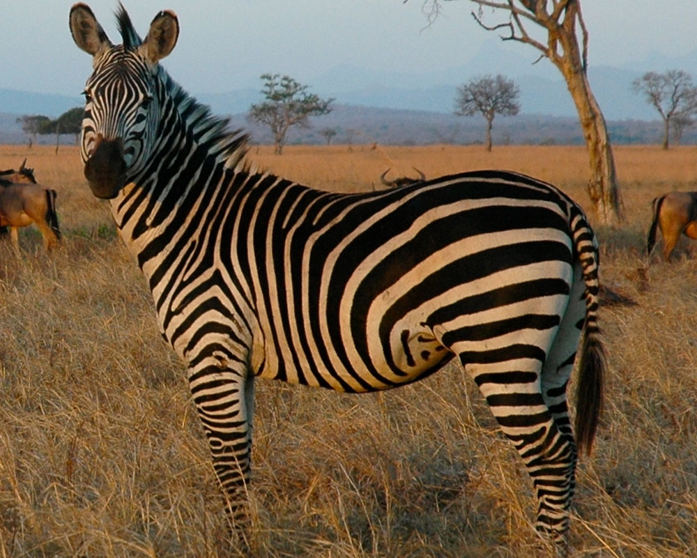 Tanzania Safari Gallery