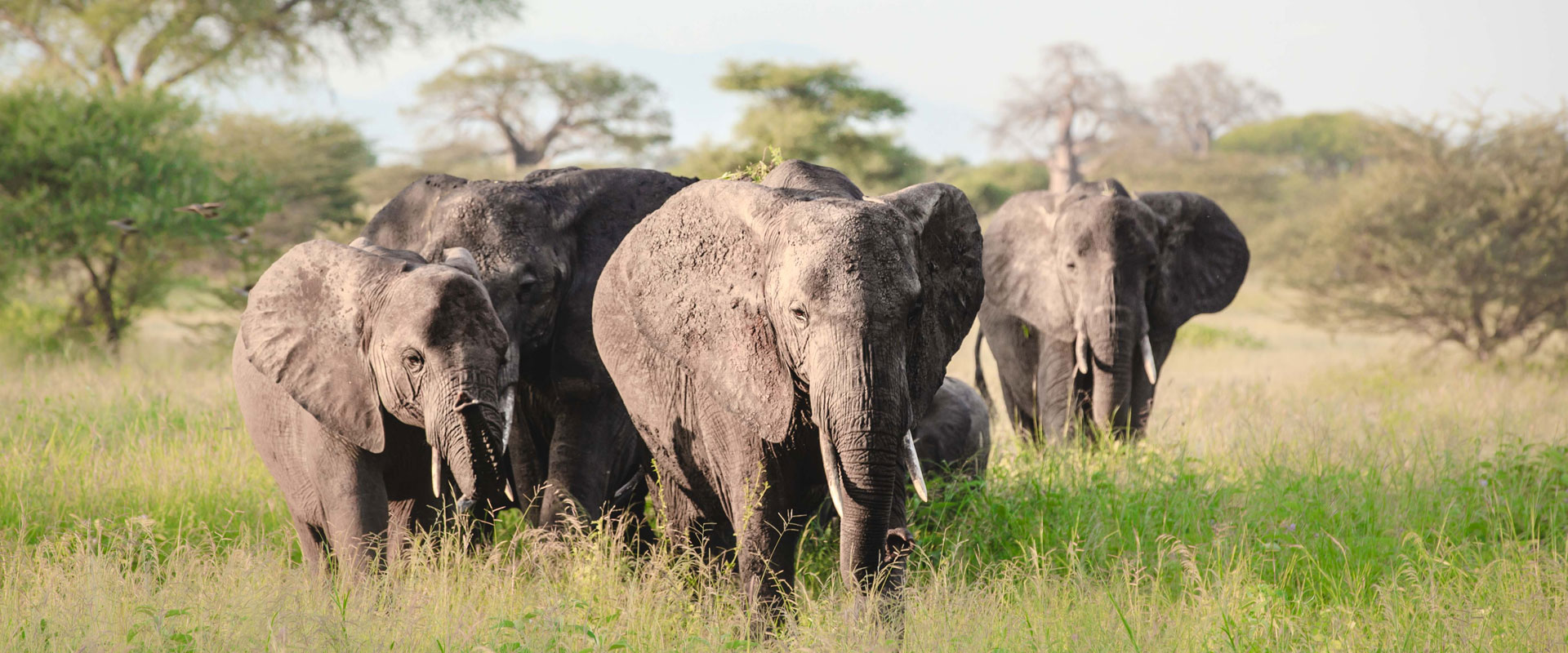 Tanzania Travel Tips