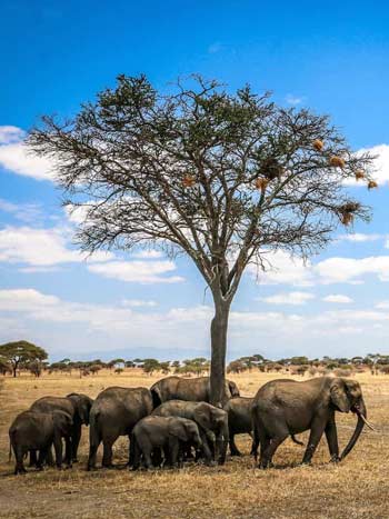 Tarangire National Park
